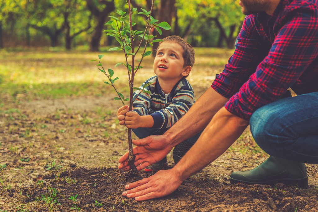 Planting 