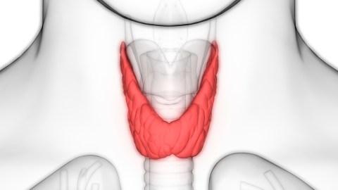 thyroid, thyroid disorder, a thyroid condition