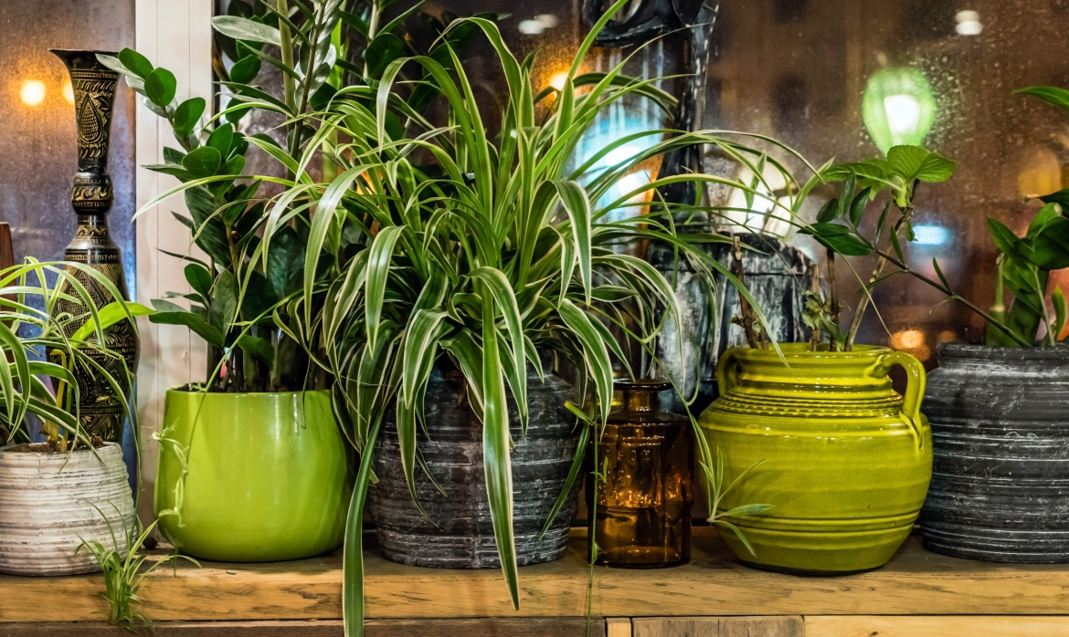 Utah air purifying house plants.jpg